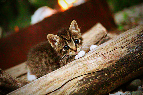 开云体育平台-_冰上帆车赛：极速滑行的极限运动_，冰上风帆