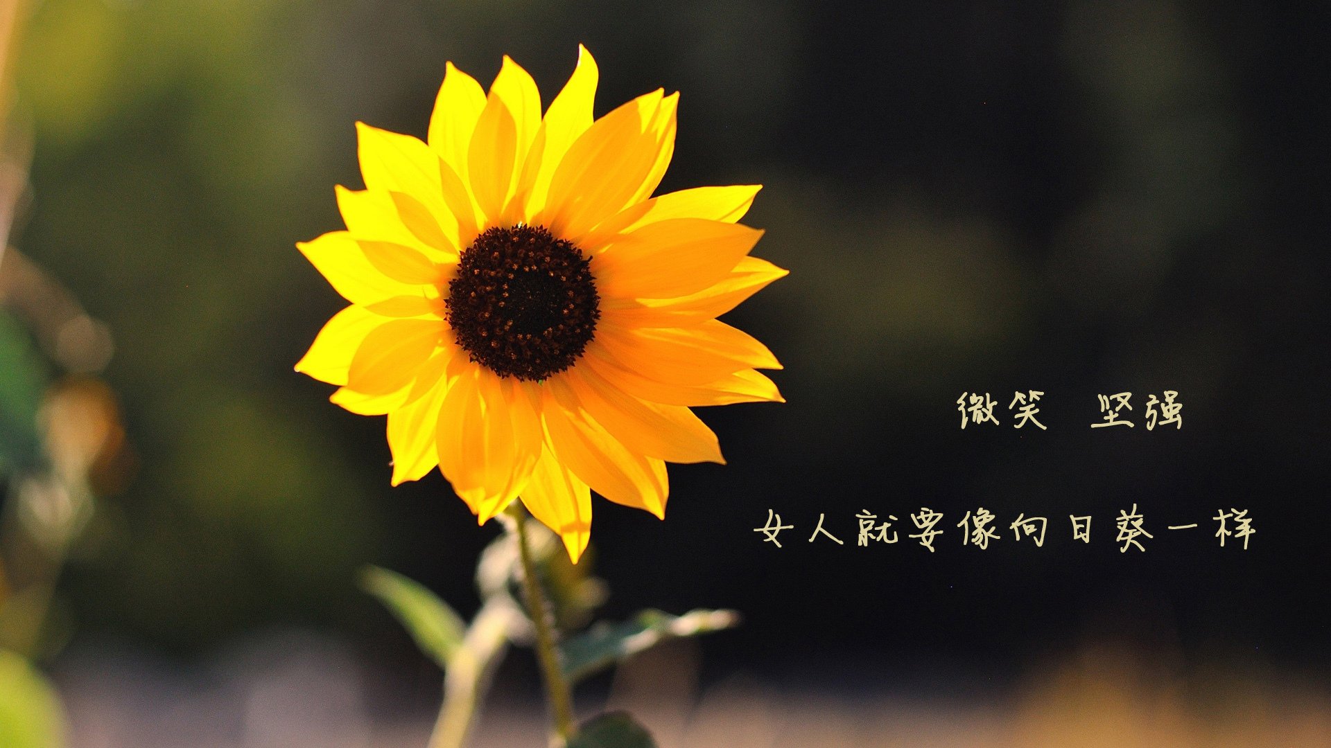 kaiyun sports app-_快船队迎战强敌,奋力拼搏_,快船队的比赛