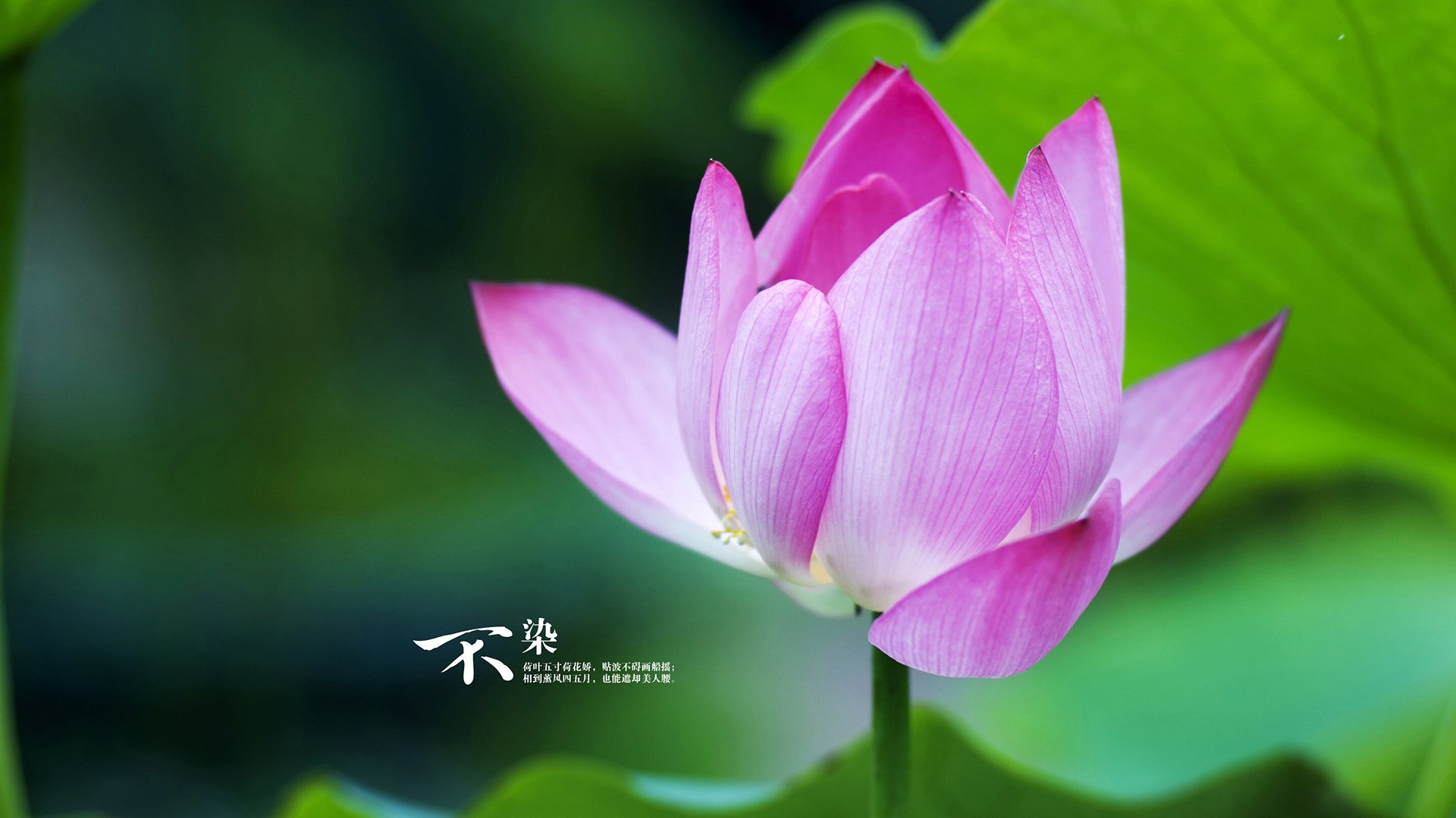 开云体育平台APP-《Faker:十年电竞,传奇仍在续写》,faker电竞历史