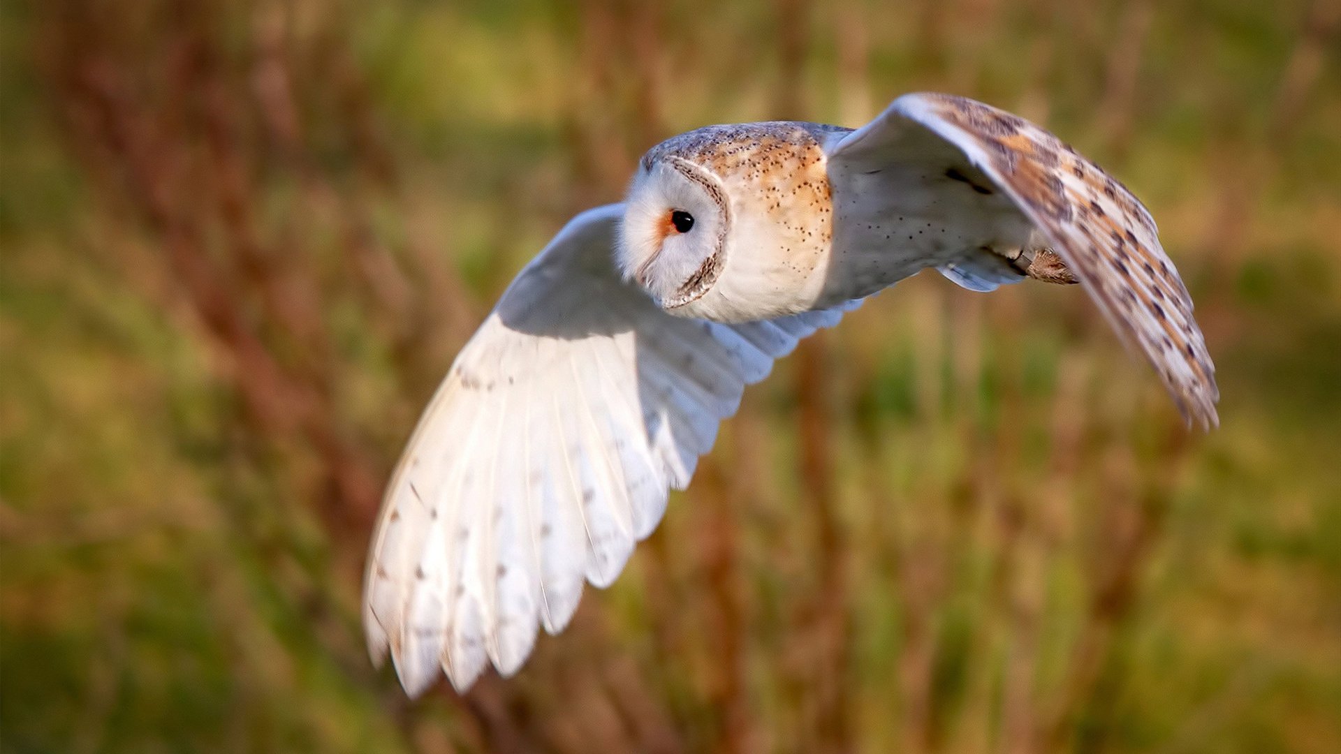 开云体育APP下载-【高端对决】奥沙利文:攻守转换的战术博弈,奥沙利文最强对手