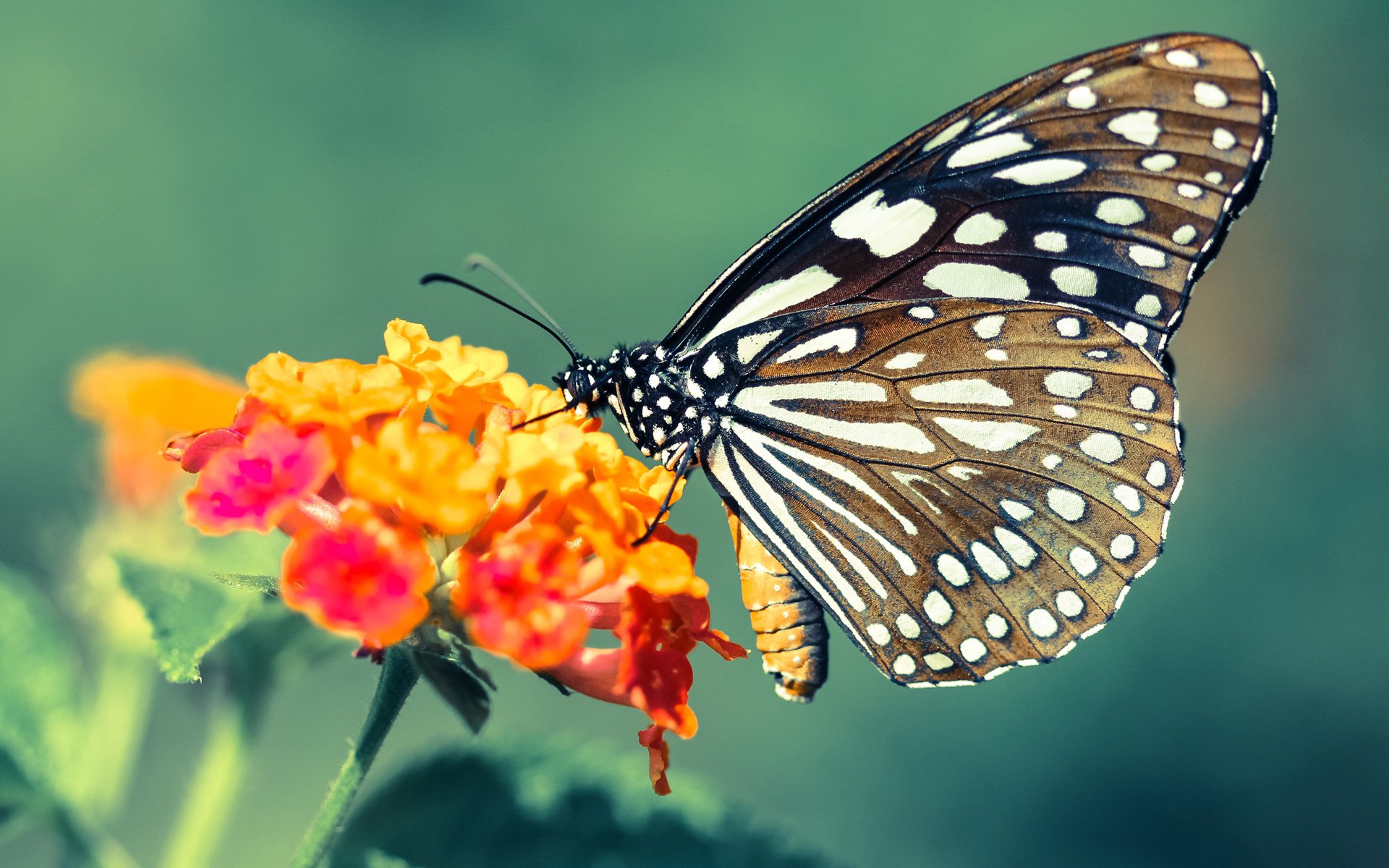 开云下载-库里汤普森火力全开!,库里汤普森复出