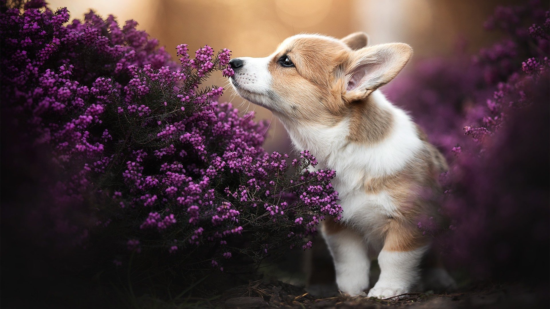 开云体育保障-明星专访:球场外的明星生活揭秘,明星踢球