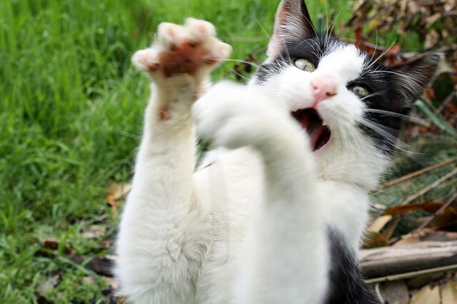 开云体育娱乐app安全-法国男篮在奥运热身赛中展现团队合作精神,奥运会法国男篮热身赛