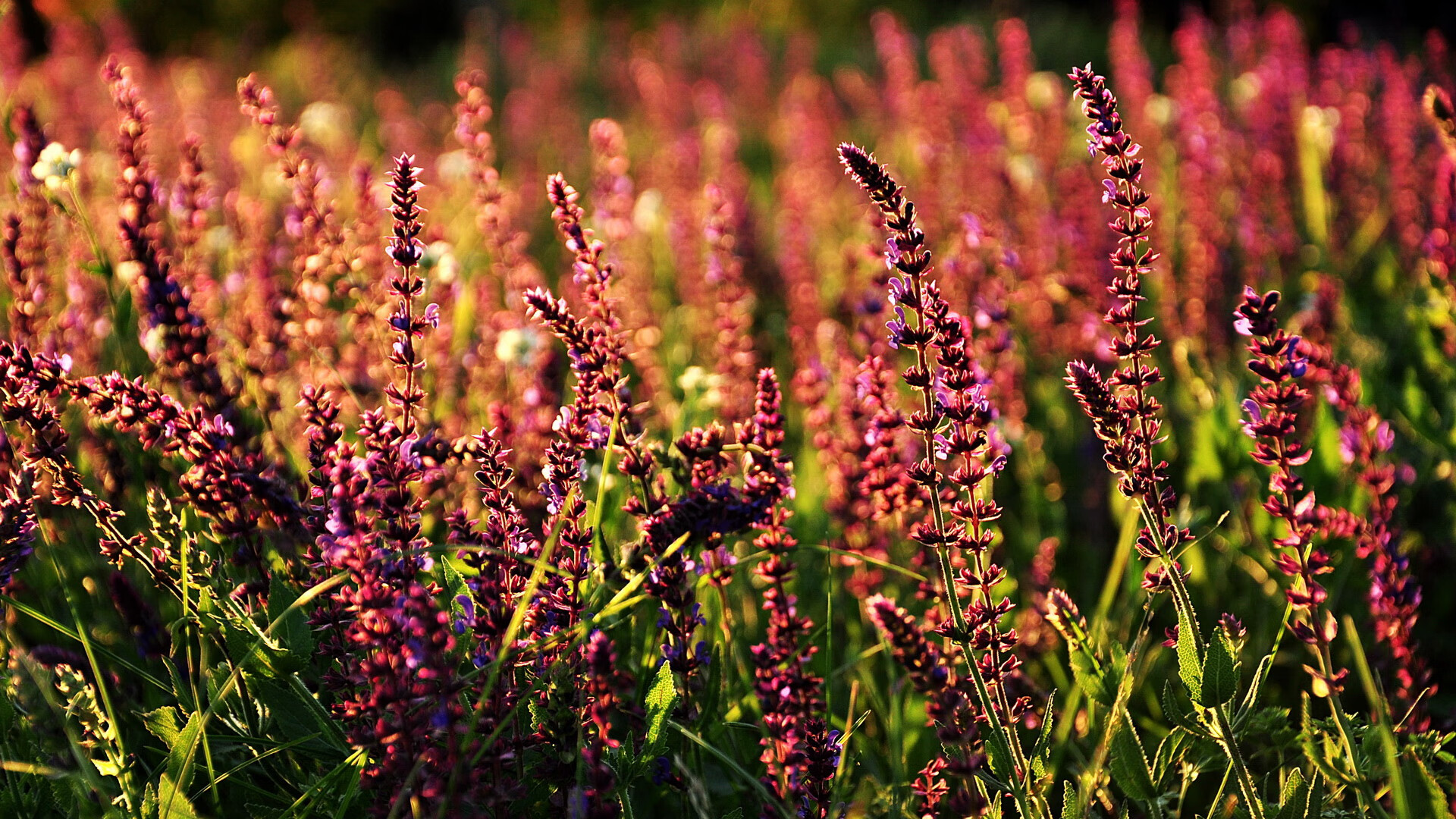 开云体育官网-西甲赛场火力全开，精彩进球和战术变化频繁出现，西甲精彩集锦