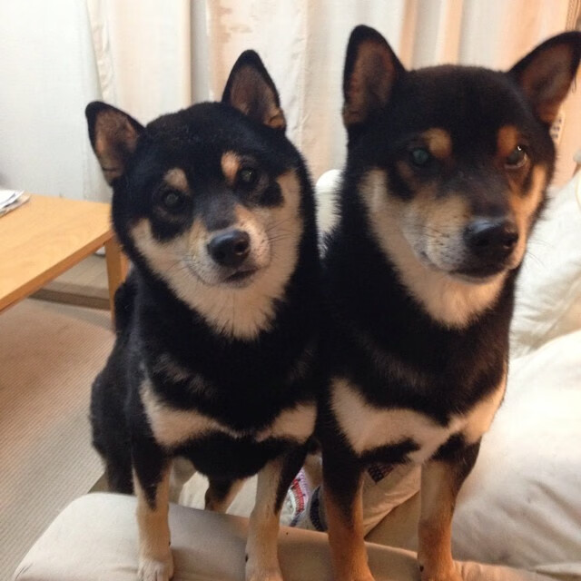 开云体育下载网页版-中国篮球运动员团队协作能力培养,篮球队团队培育方案