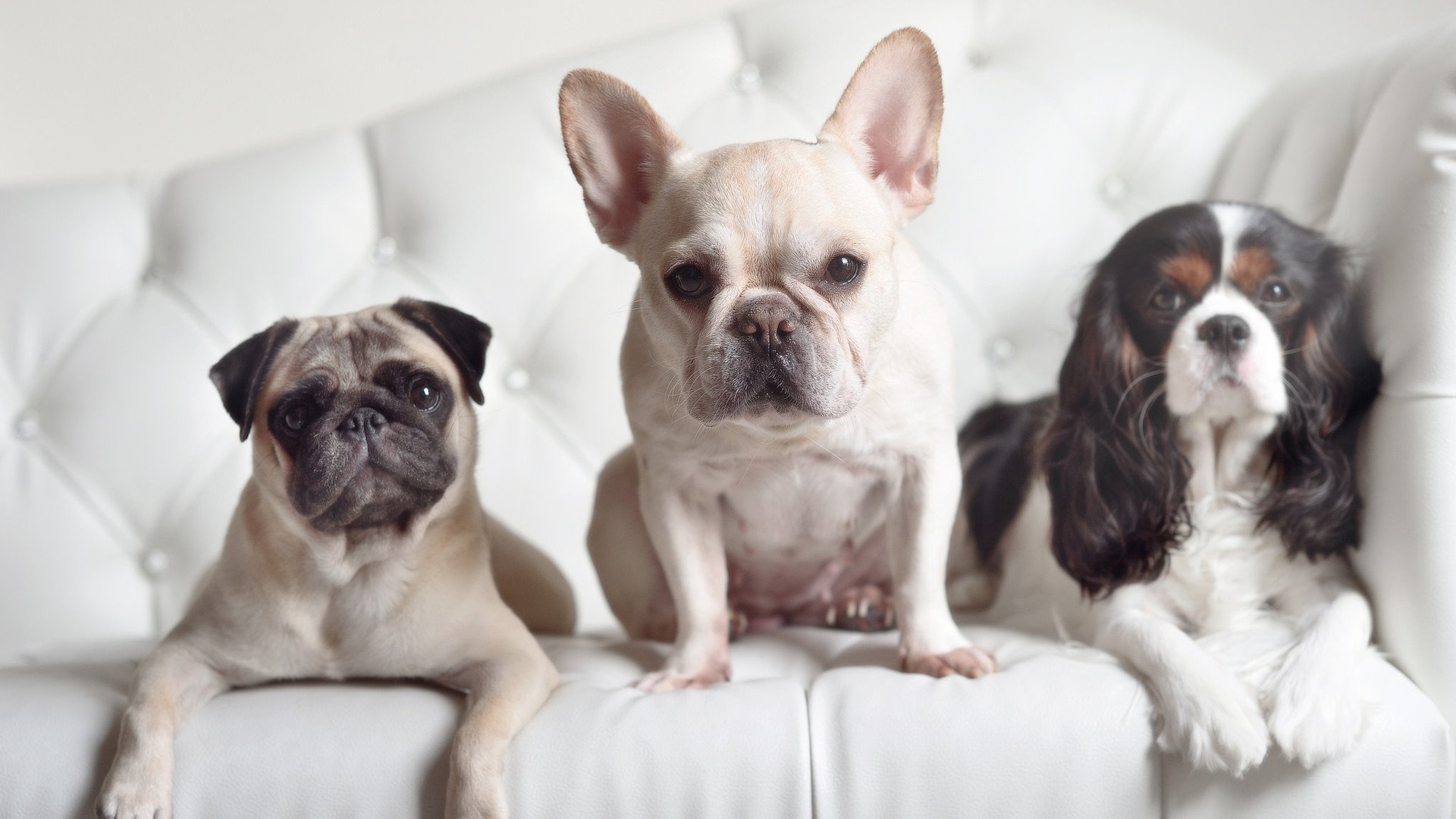 Kysports-中国花滑双人滑再登领奖台,冲击奥运资格,中国双人花滑选手