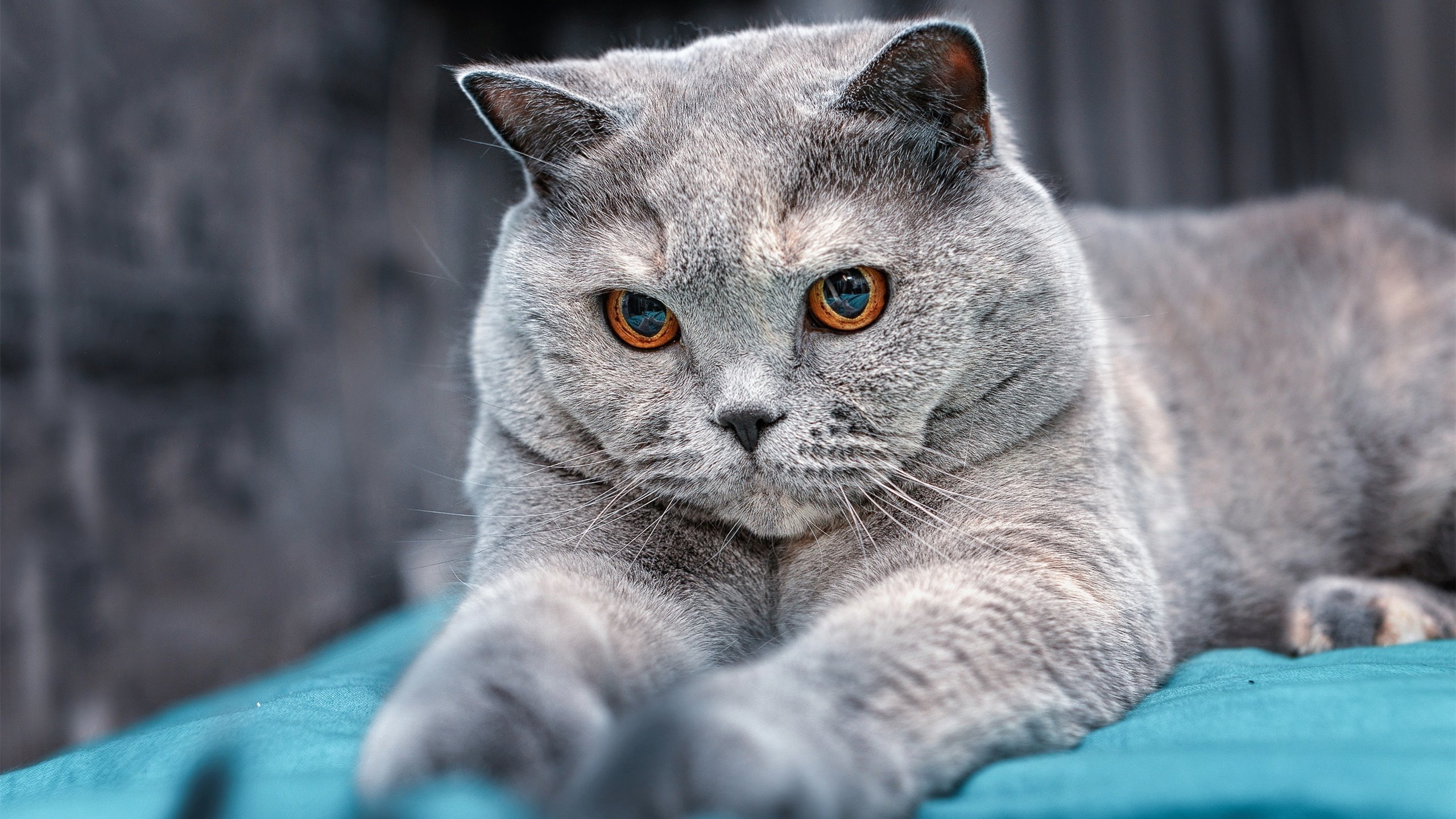 开云投注-勒沃库森客场失利,陷入连败泥沼,勒沃库森lg