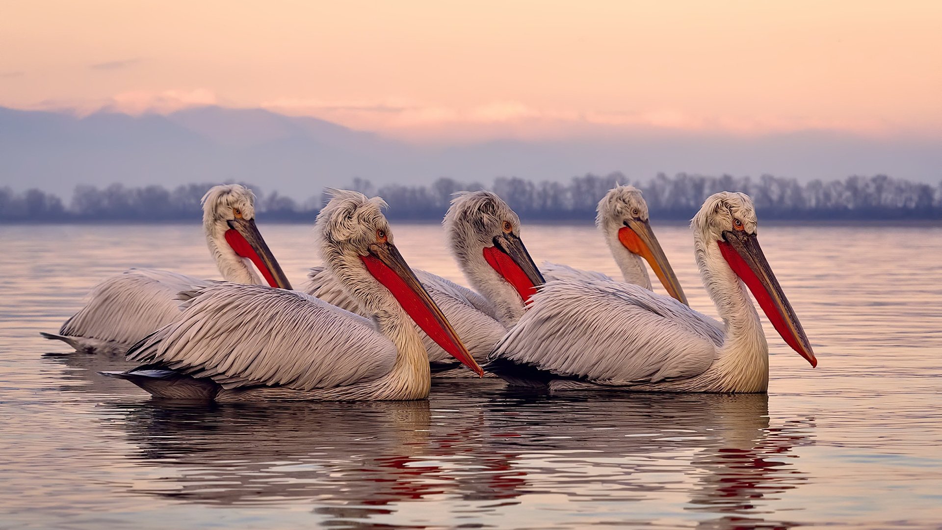 开云体育手机版-哈兰德再度破门建功，助球队取得胜利，哈兰德伤停情况