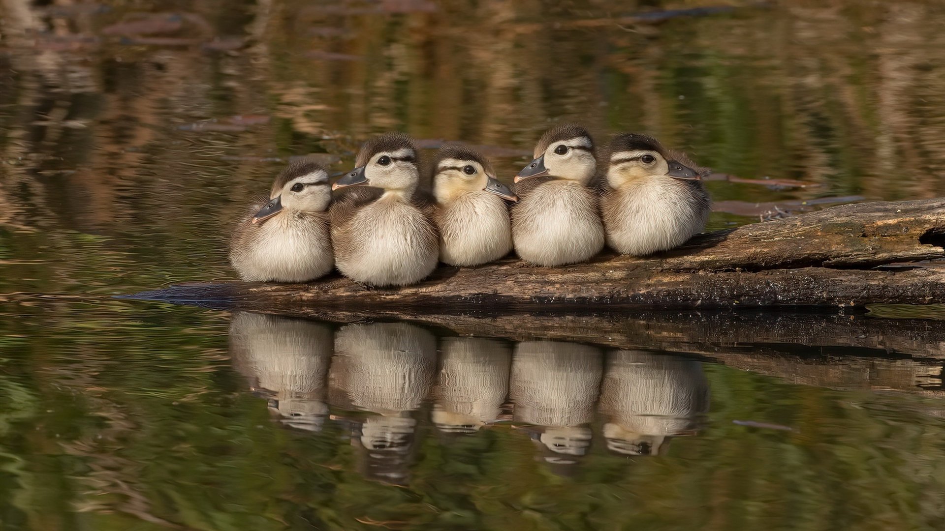 开云下载-多国球队在赛场上一决高下,带来精彩瞬间