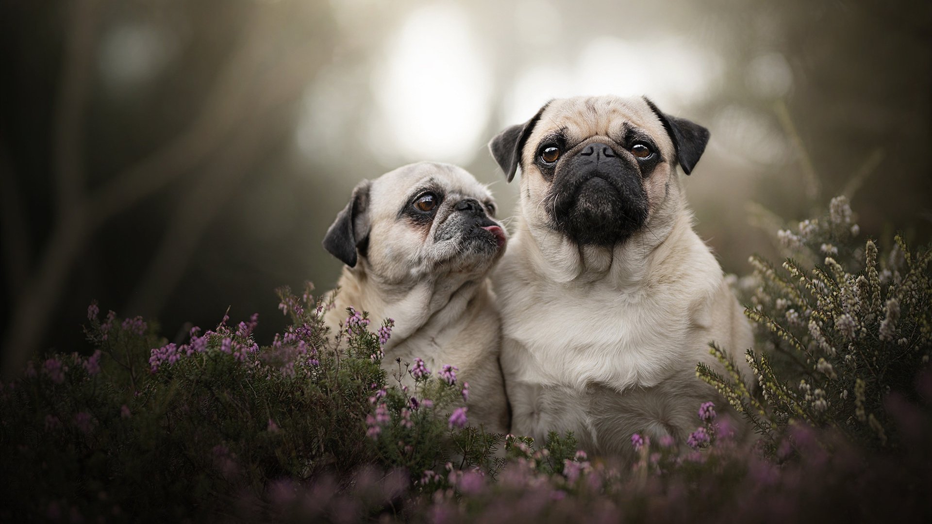 开云体育官方app-女足世界杯球迷文化探秘，女足世界杯是用什么名字的足球