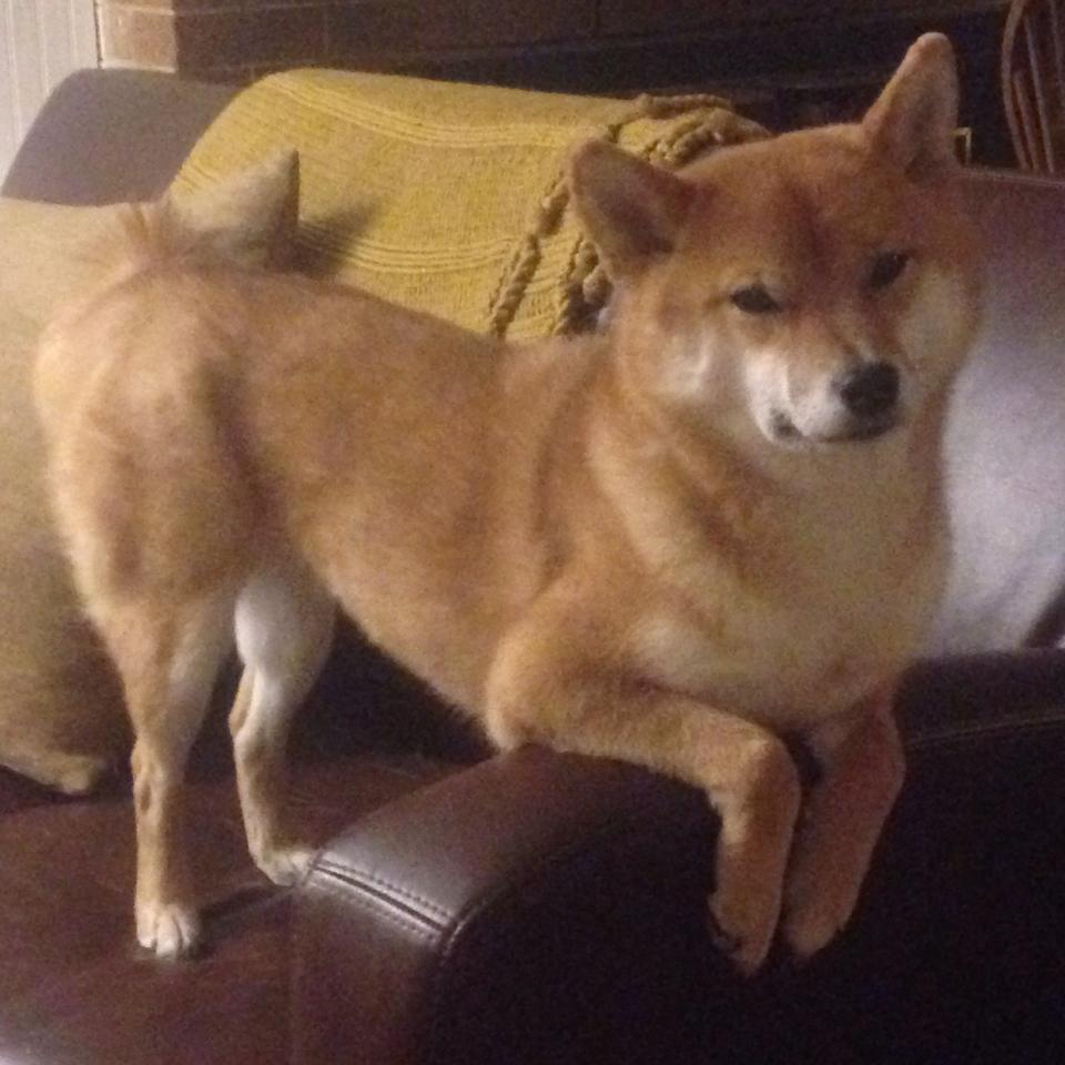 开云体育官方app-新疆飞虎主场负于辽宁，遭遇两连败，新疆飞虎男篮最新名单