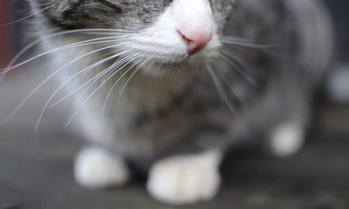 开云APP下载-体育赛事组织中的风险管理策略研究,体育赛事的风险性特征