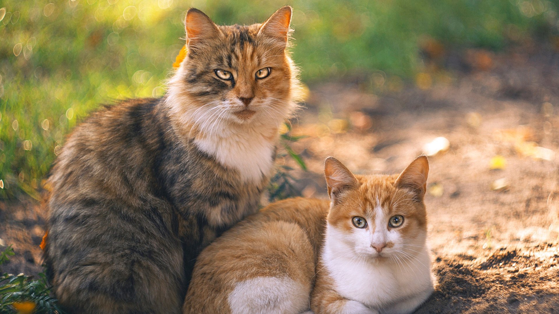 开云体育下载网址-国足战术演变与人员配置适配度研究,国足技战术