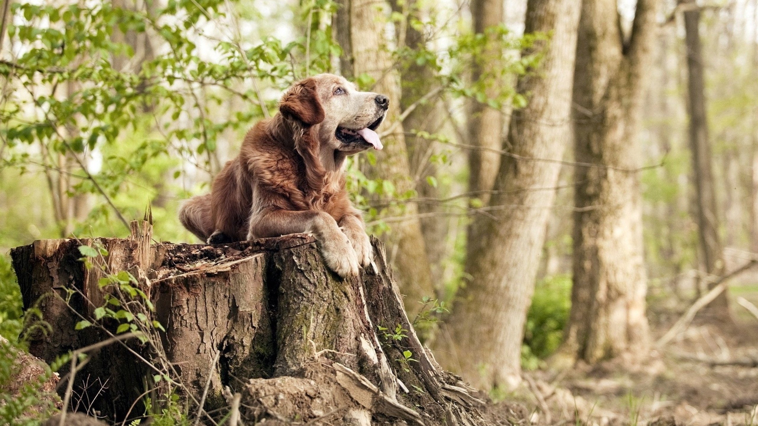 开云体育下载APP-英超球队利用交互式数据看板辅助比赛中临场决策，英超看球app