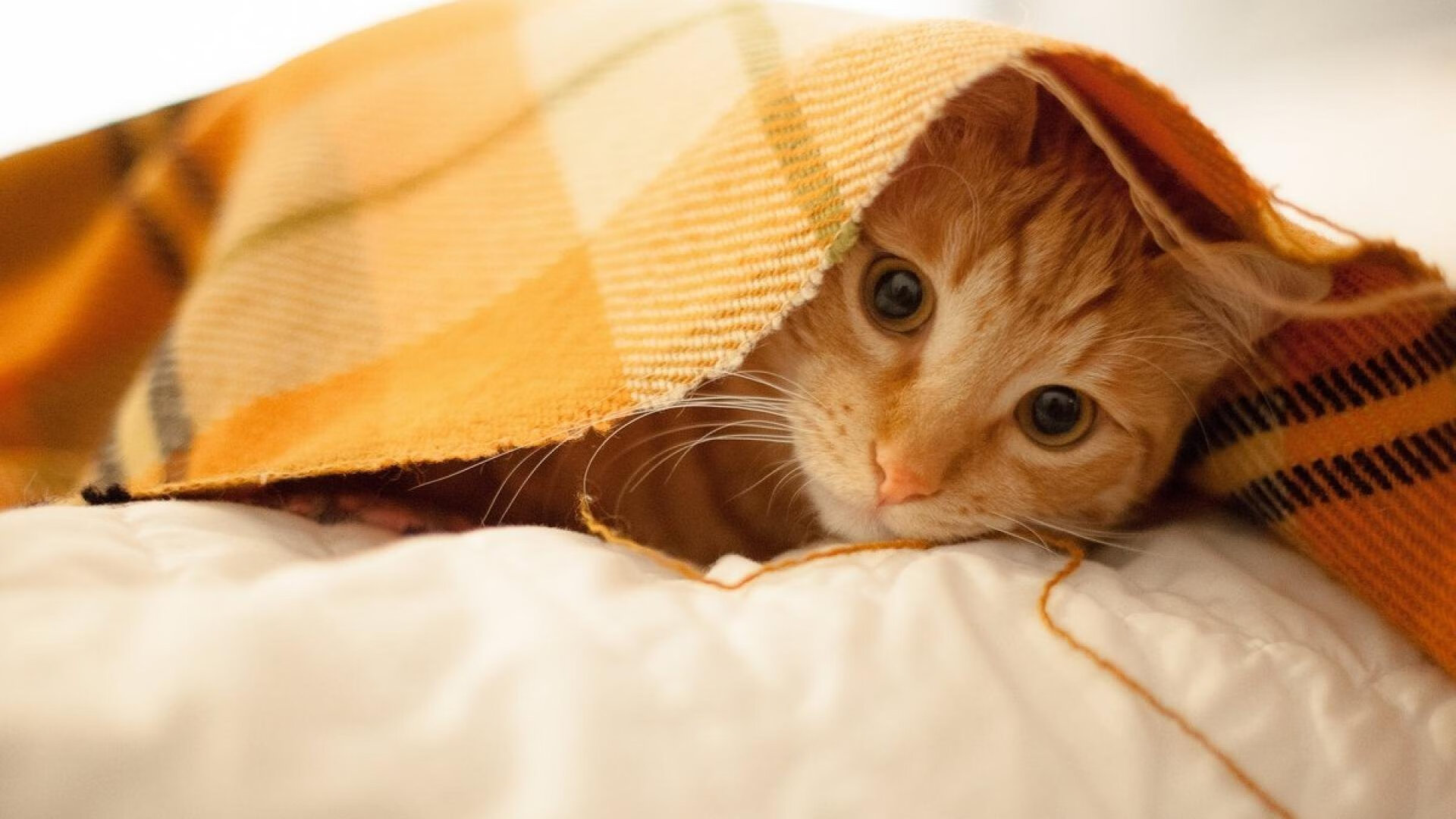 kaiyun sports-英超球队引入节奏控制战术提升赛季稳定性,英超快节奏