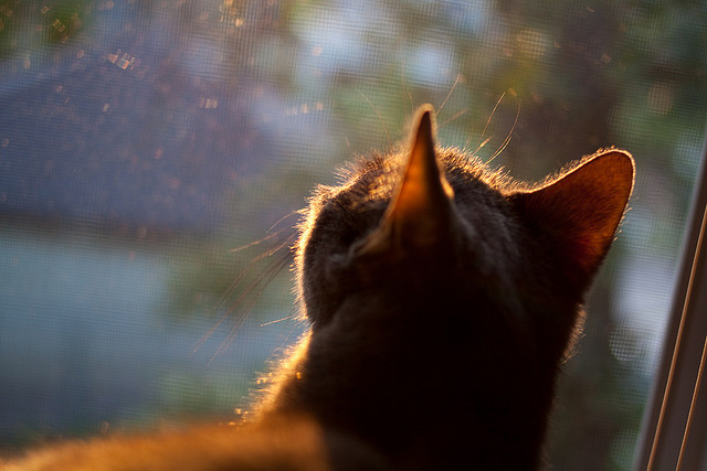 kaiyun app-运动员训练科学管理体系,运动训练管理工作体系