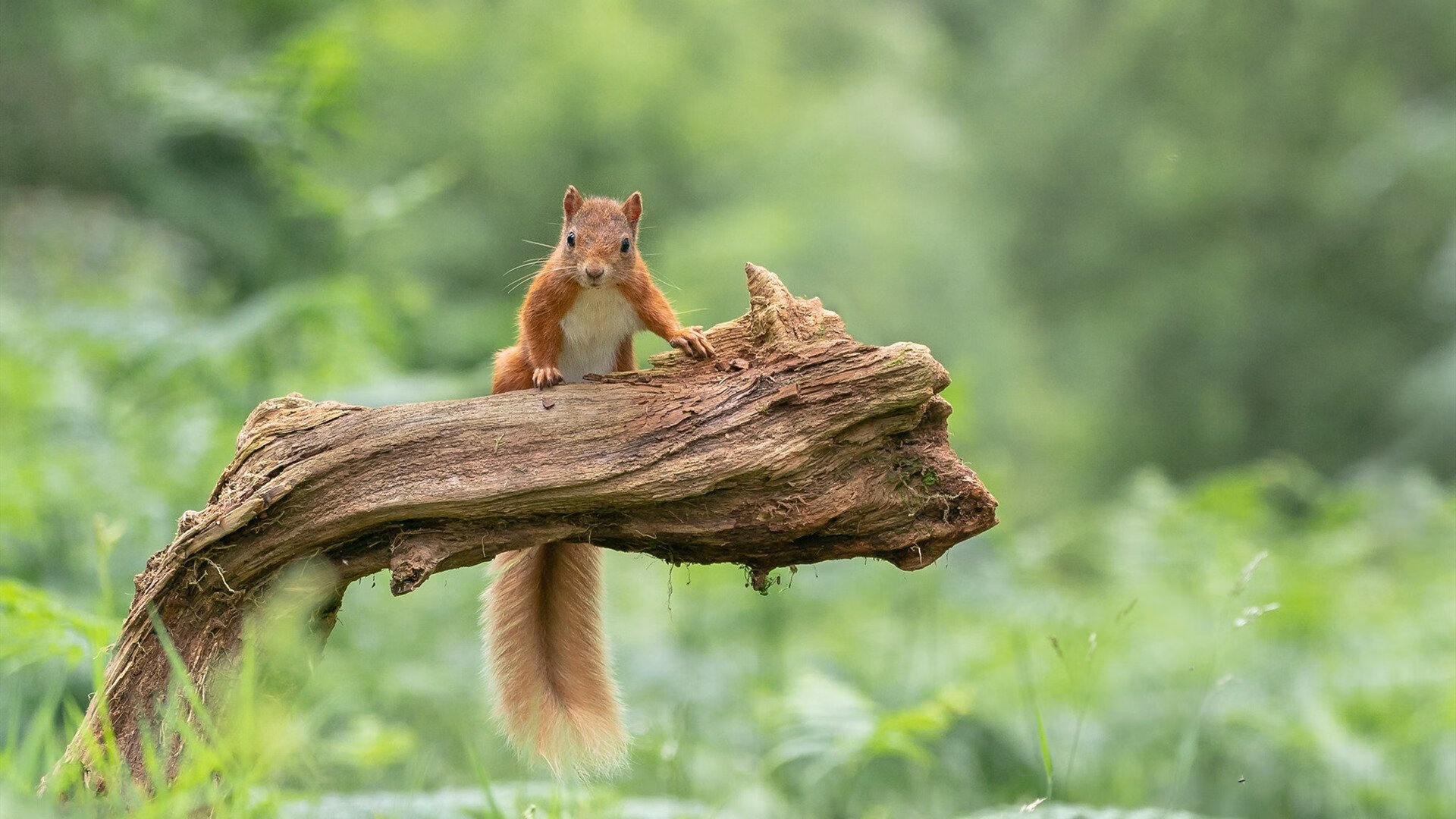 开云娱乐-高校运动员心理健康服务模式探索,运动员心理建设