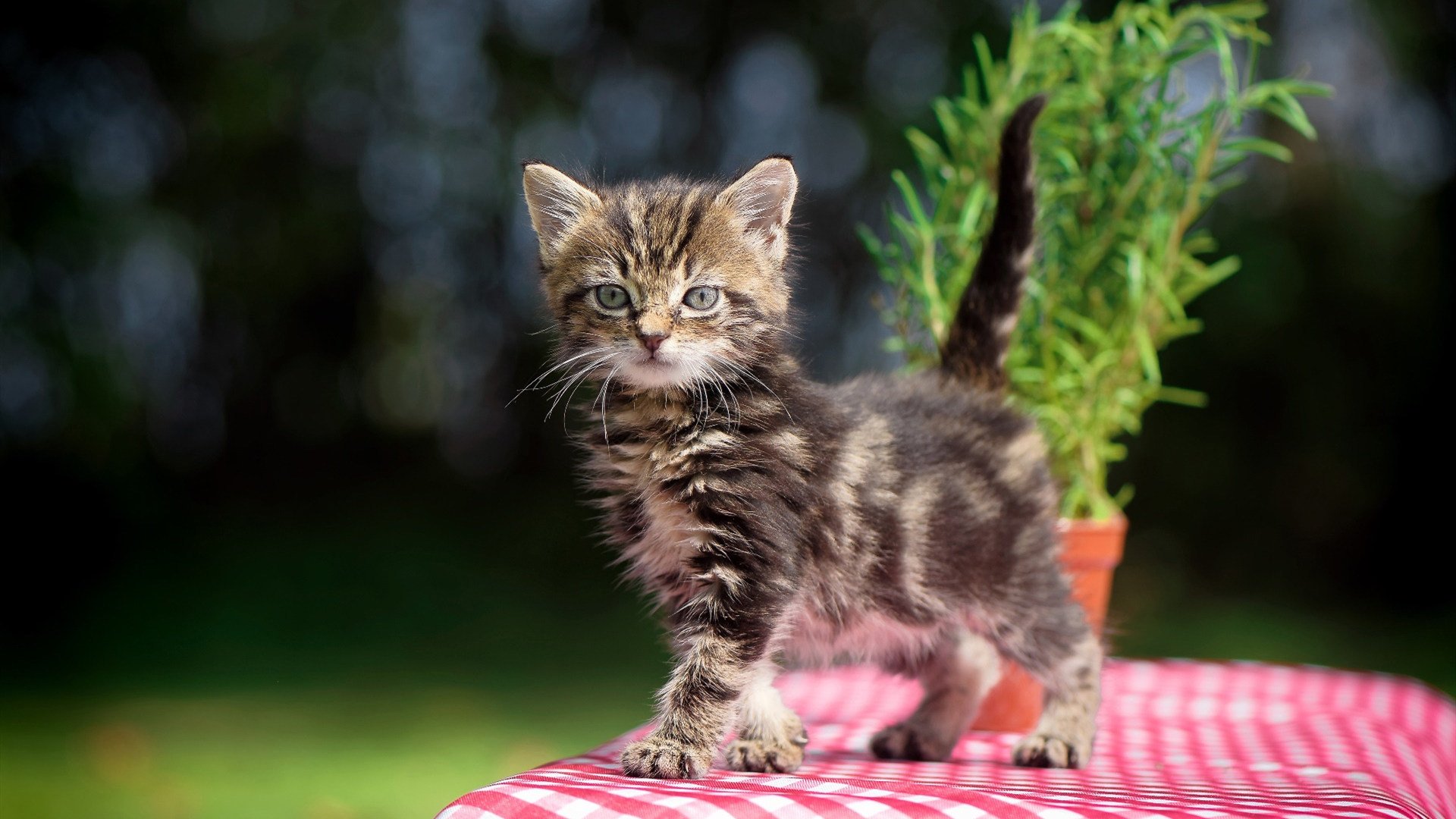 开云体育安全平台-CBA联盟引入国际规则提升裁判判罚标准，cba比赛规则和国际篮联一样吗