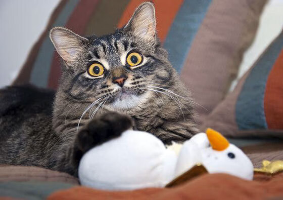 开云下载-2024年国际乒乓赛事新规公布,球迷期待,2021年国际乒乓球比赛时间