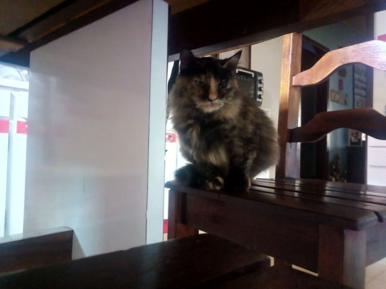 开云在线-Chinese Taipei在2024年乒乓世界杯赛场上的精彩瞬间,2024世界乒乓球锦标赛